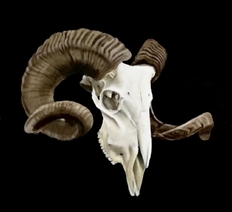 Goat skull by Jeanette Elmelund | maleri